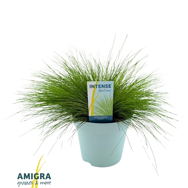 <h4>Deschampsia flexuosa AmiLime®</h4>