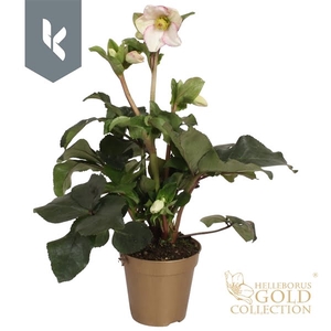 HGC Helleborus Ice N Roses Picotee in gouden pot