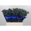 Eryngium Blue Dynamite