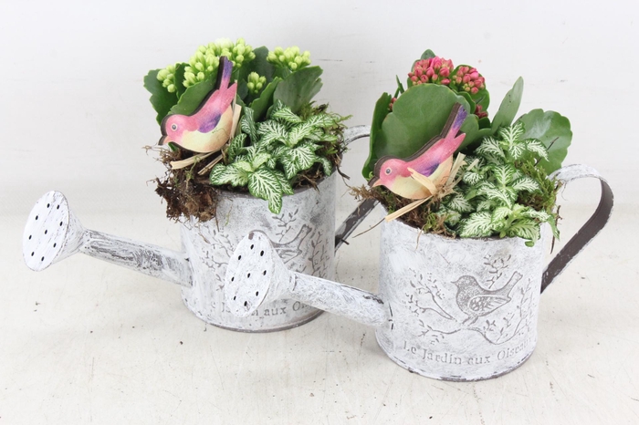 <h4>arr2 TD - Zink gieter - roze/wit</h4>