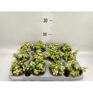 Portulacaria afra 'Variegata'