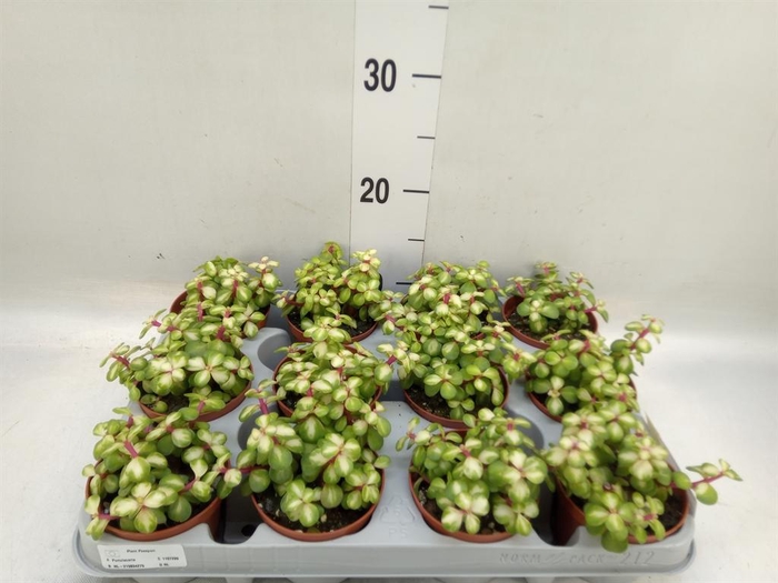 <h4>Portulacaria afra 'Variegata'</h4>