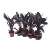 Apob Acuminatissima