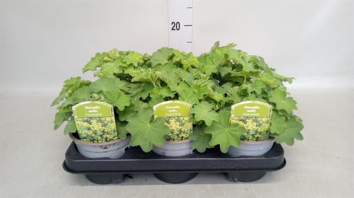 <h4>Alchemilla mollis</h4>
