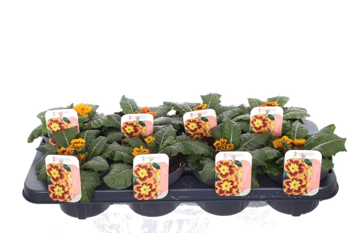 <h4>Primula elatior Castillian</h4>