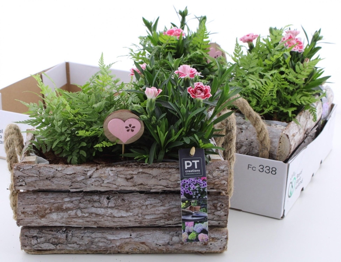 <h4>ARR TUINPLANTEN</h4>