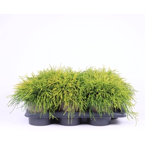 Chamaecyparis Sungold