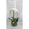 Arr.    Planten  H%