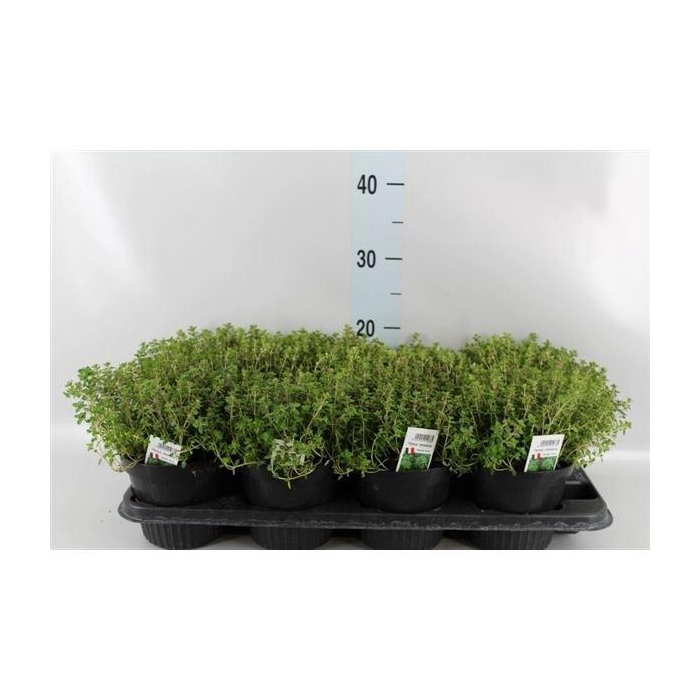 <h4>Thymus citriodorus</h4>