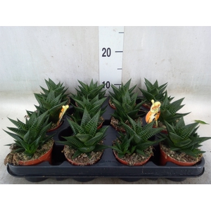 Haworthia limifolia