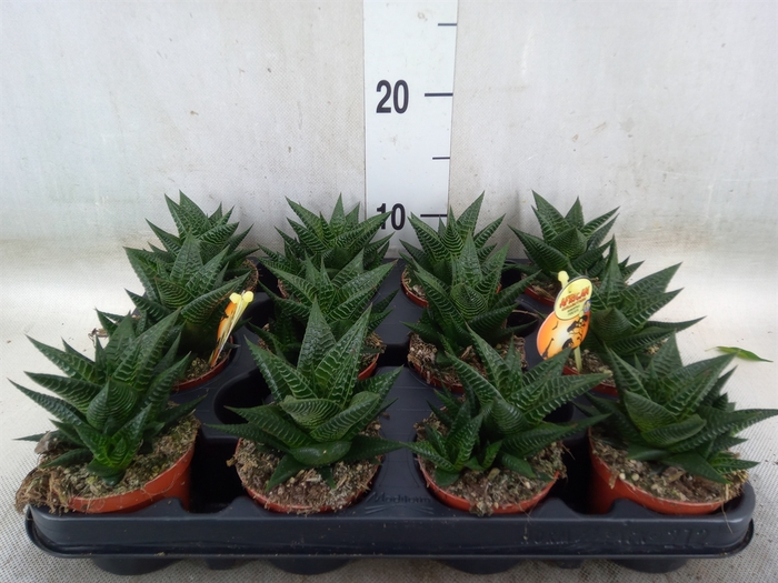 <h4>Haworthia limifolia</h4>