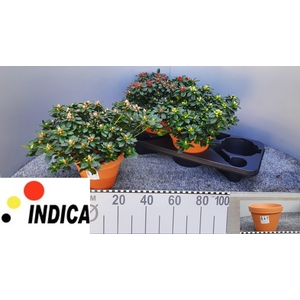 RHODO SI GEM 3 SRT