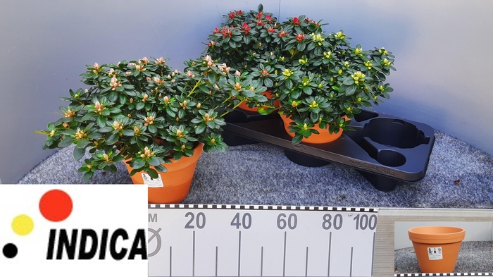 <h4>RHODO SI GEM 3 SRT</h4>