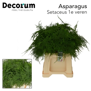 Asparagus Set 1e Veren