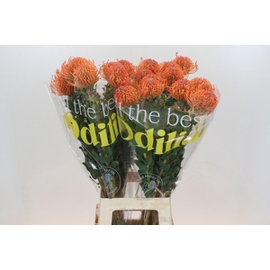 Nutans Ayoba Mandarin Zest