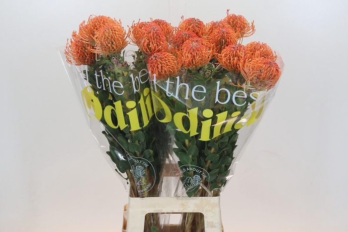 Nutans Ayoba Mandarin Zest