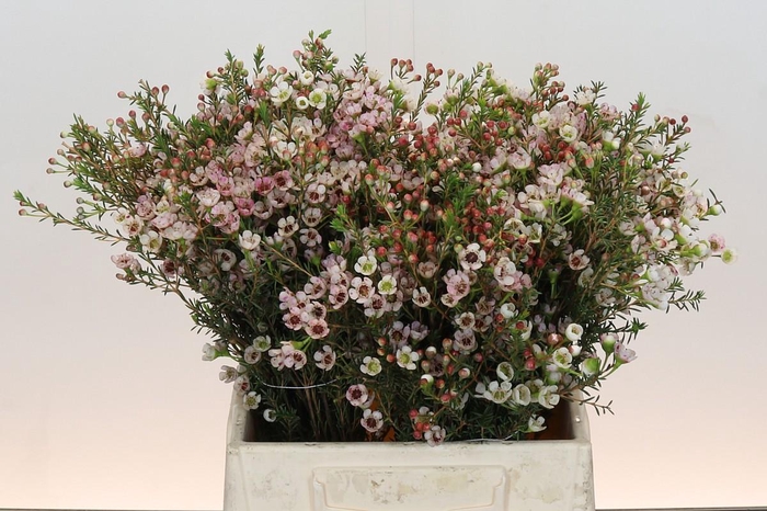 <h4>Chamelaucium Ella</h4>