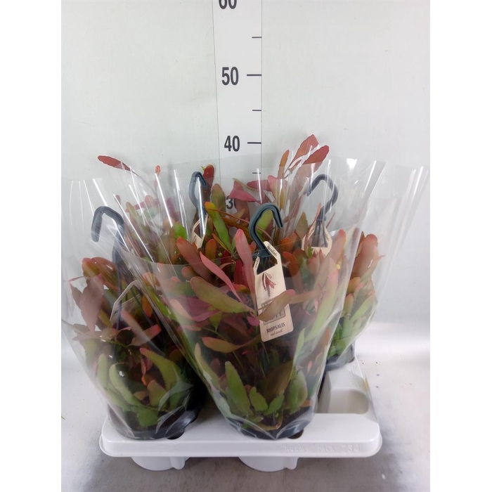 <h4>Rhipsalis   ...</h4>