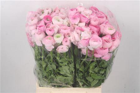 <h4>Ran El. Pink Ex</h4>