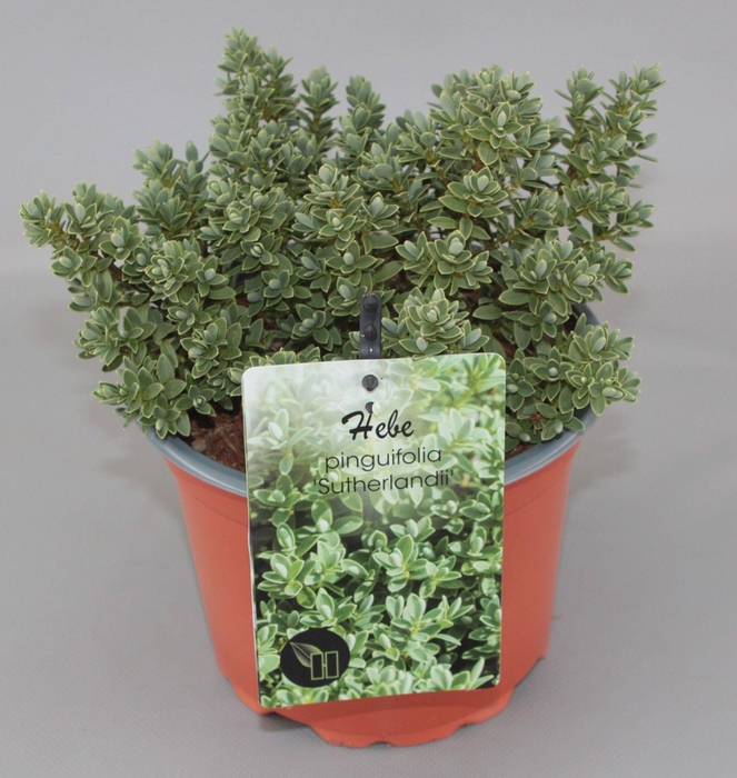 <h4>Hebe pinguifolia 'Sutherlandii' C2</h4>