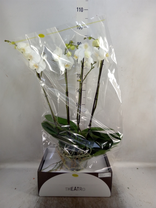 <h4>Phalaenopsis   ...white</h4>