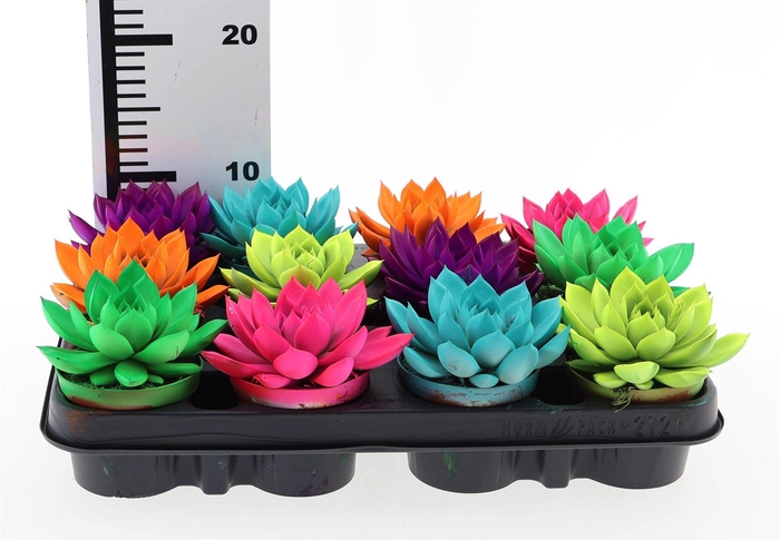 <h4>Echeveria  'Miranda'</h4>