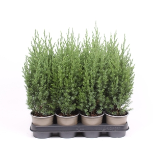 Juniperus chinensis 'Stricta'
