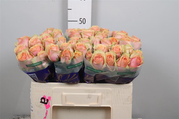 <h4>R Gr Dividend</h4>