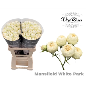 R TR MANSFIELD WHITE PARK