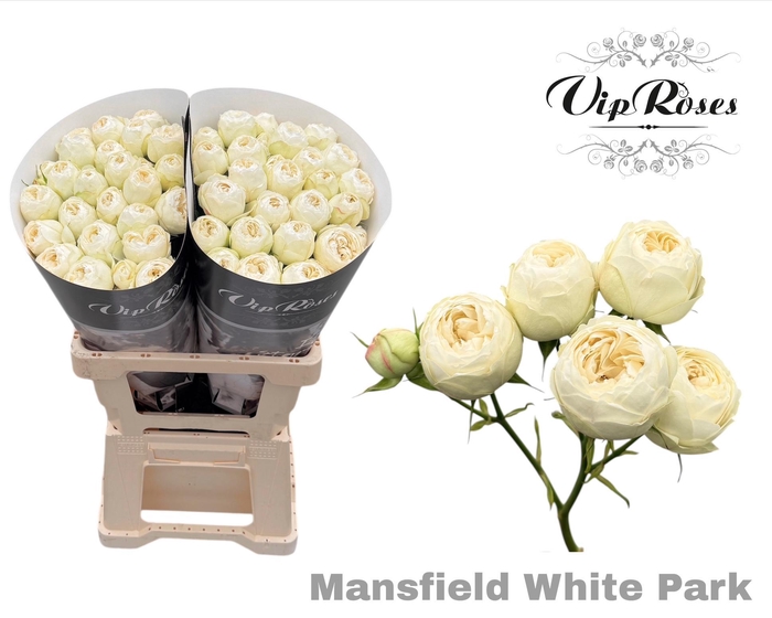 <h4>R Tr Mansfield White Park</h4>
