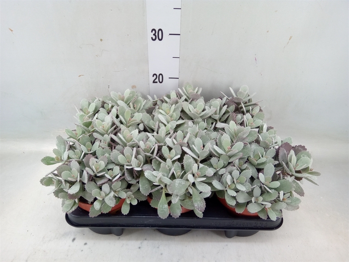 <h4>Kalanchoe NF pumila</h4>