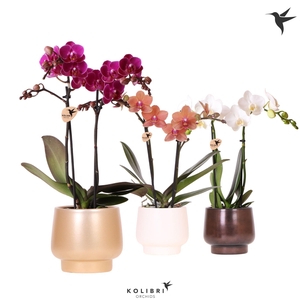 Kolibri Orchids Phalaenopsis mix 2 spike in Scandic pot mix