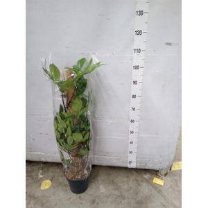 Philodendron pedatum