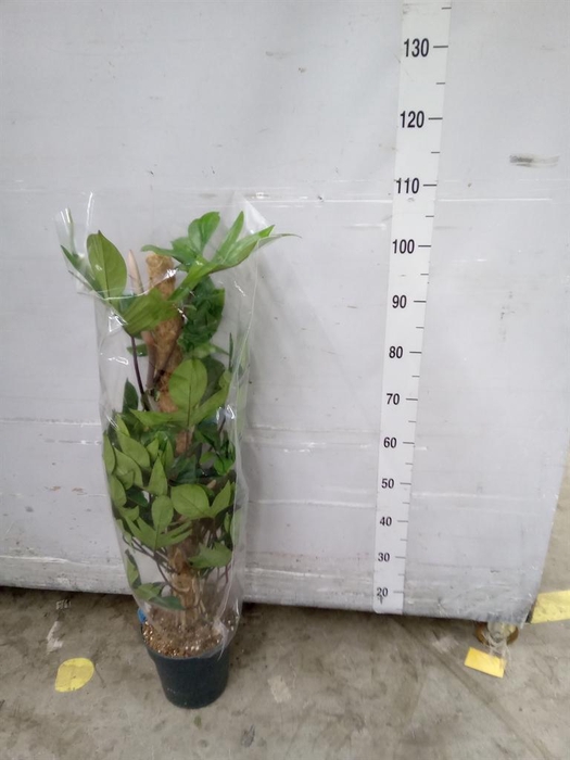 <h4>Philodendron pedatum</h4>