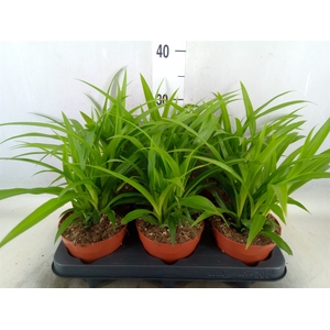 Chlorophytum com. 'Lemon'