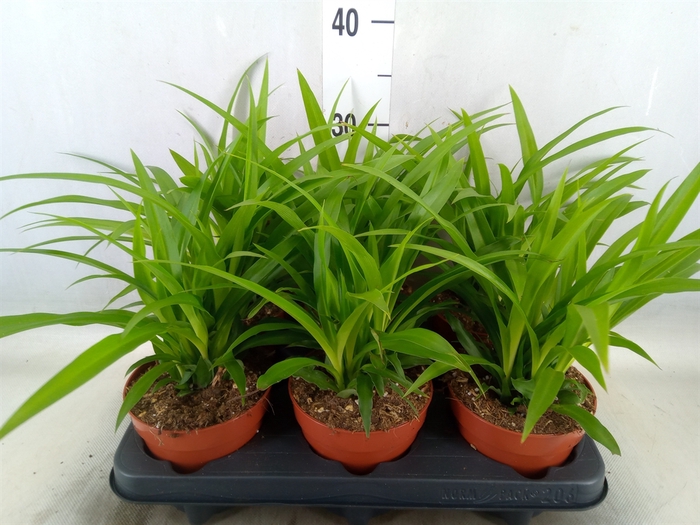 <h4>Chlorophytum com. 'Lemon'</h4>