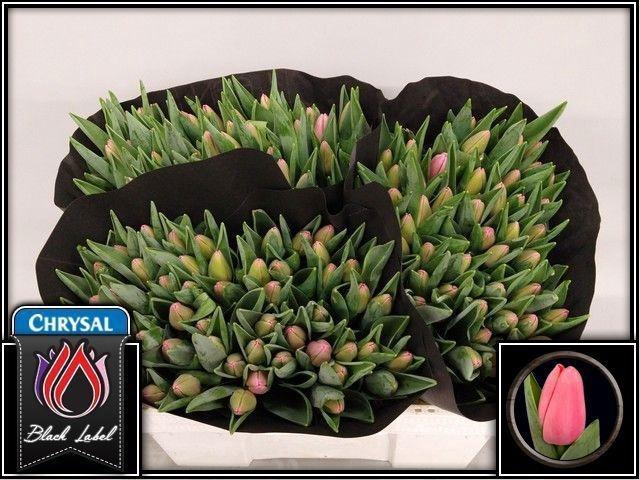 <h4>TU EN TRESOR</h4>