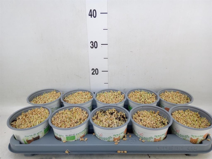 <h4>Hordeum sp.   ...kattegras zaai</h4>