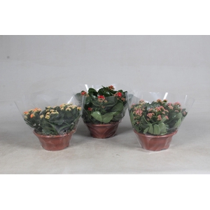 Kalanchoe A2 Diverse Kleuren - 23cm