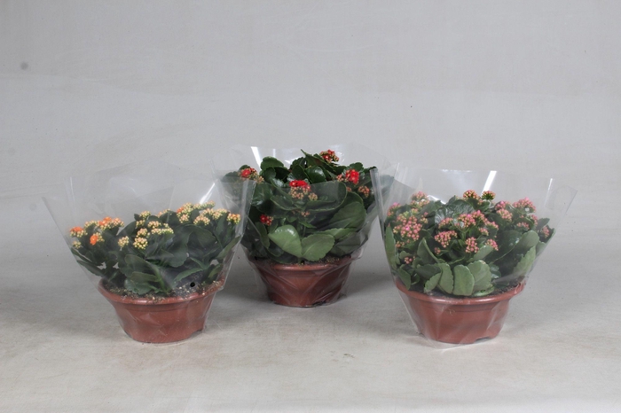 <h4>Kalanchoe A2 Diverse Kleuren - 23cm</h4>