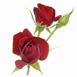 ROSA SPRAY RUBICON 040 CM