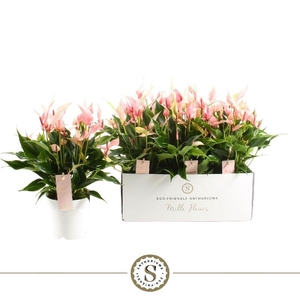 Anthurium Lilli rose