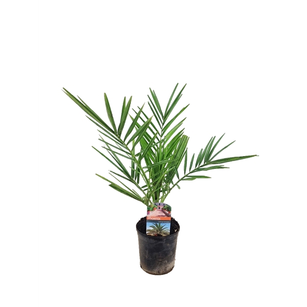 <h4>Phoenix canariensis</h4>