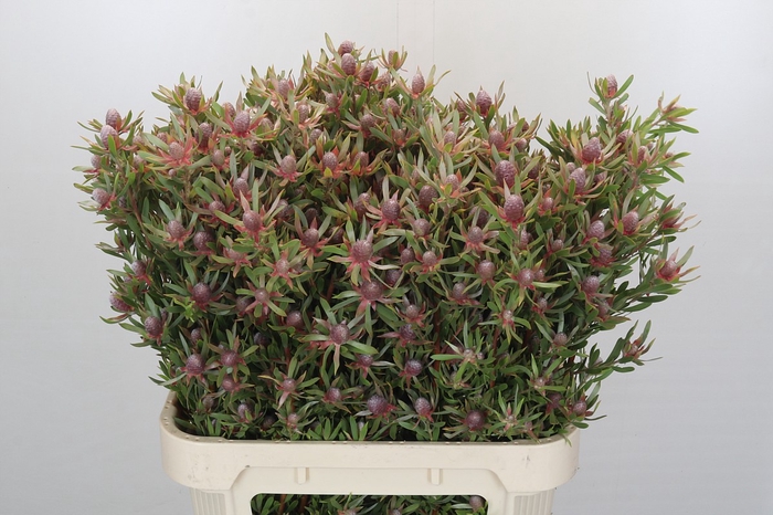 <h4>Leucadendron Ayoba Star Pearl</h4>