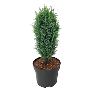 Juniperus comm. 'Compressa'
