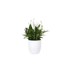 KP-613.1 - Spathiphyllum Pearl Cupido 15cm in witte bolpot