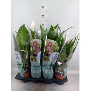 Spathiphyllum  'Sweet Chico'