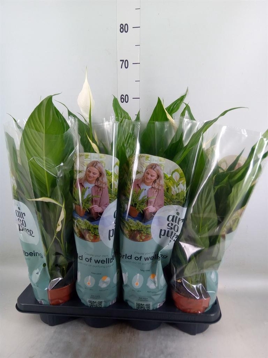 <h4>Spathiphyllum  'Sweet Chico'</h4>