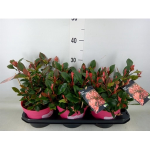 Photinia fraseri