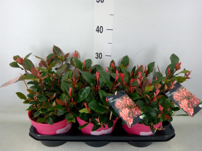 <h4>Photinia fraseri</h4>